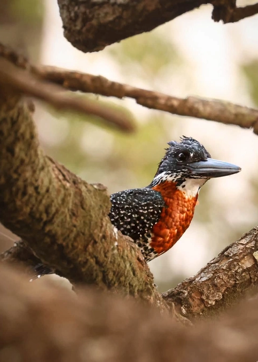 King fisher being photographed on photography safari King fisher being photographed on photography safari