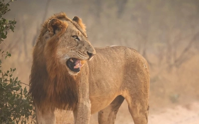 Travel Photography Insurance for Your Kruger Safari Kit (Guide)