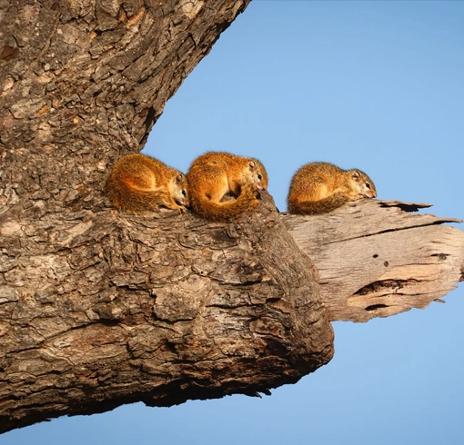 Squirrels sun bathing in a tree in Kruger National Park