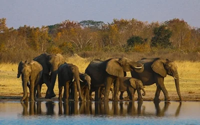 Best Time for a Kruger Photo Safari: Month Guide