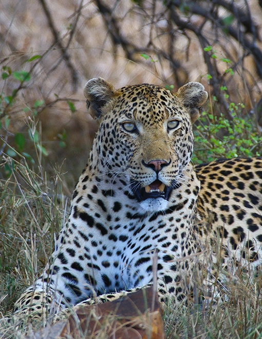 Leopard photographed in Kruger National Park, South Africa