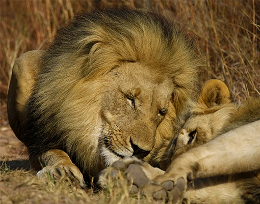 <br />
Pair of lions lying in the warm sunlight of Kruger National Park, South Africa