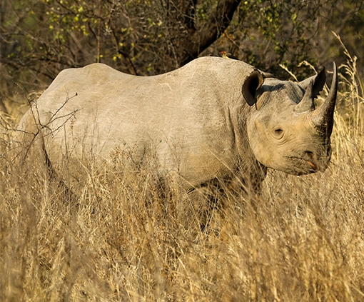 Rhinoceros photographed in Kruger National Park, South Africa, by Wild Photo Africa