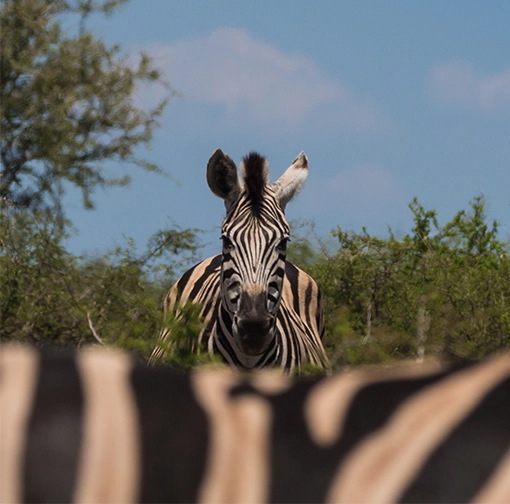 Zebra photographed over the back of another zebra in Kruger National Park, South Africa